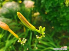 萱草的花语和寓意，有什么传说故事