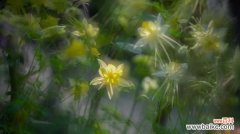 耧斗菜的花语和寓意，有什么传说故事