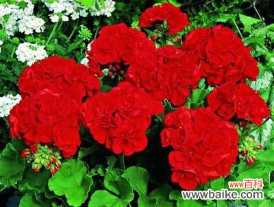 探寻红色天竺葵所代表的情感与象征 红色天竺葵的花语与寓意