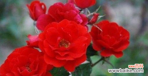 唤醒希望 红色月季花语与寓意——生命力与爱的象征