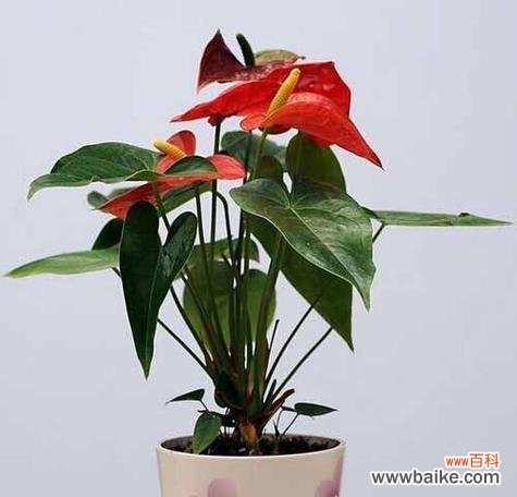 探索红掌的文化内涵与象征寓意 红掌的象征意义与寓意