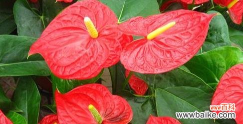 红掌风水的代表意义及传统信仰的融合 红掌风水的寓意和象征