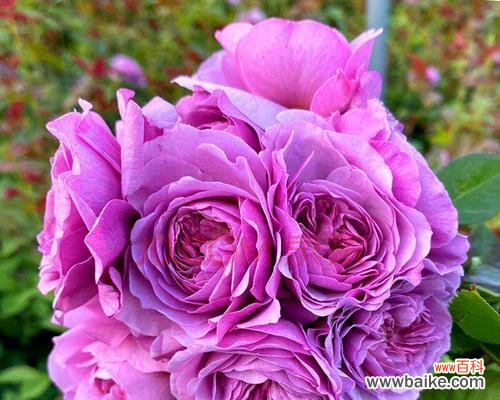 灌木月季是什么意思?灌木月季的特点和种植方法是什么?