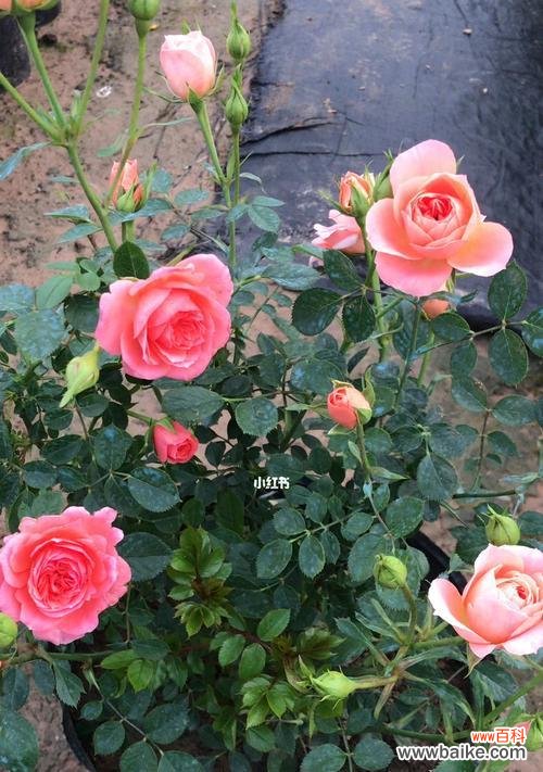 灌木月季是什么意思?灌木月季的特点和种植方法是什么?