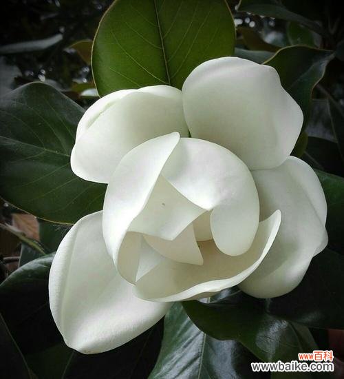 广玉兰花的象征意义是什么？如何在园林设计中应用？