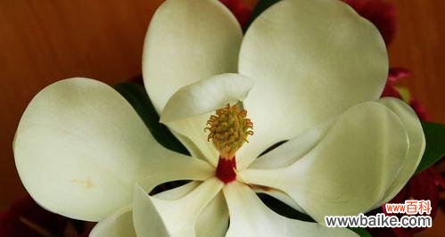 广玉兰花的象征意义是什么？如何在园林设计中应用？