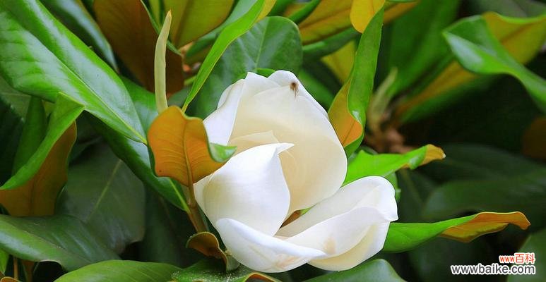 广玉兰花的象征意义是什么？如何在园林设计中应用？