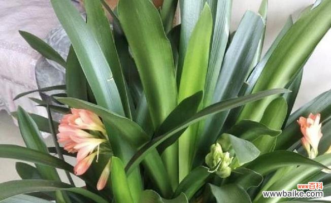 龟背竹浇水的最佳时机是什么时候？如何正确进行？