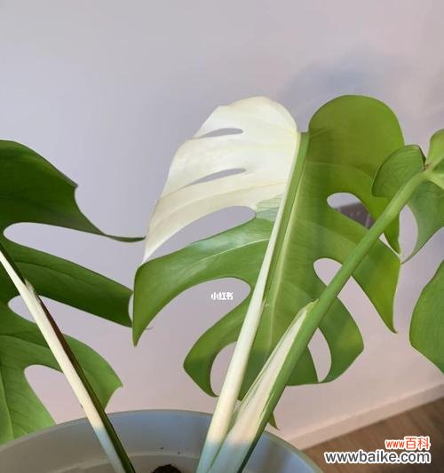 龟背竹的寓意是什么？如何养护才能茁壮成长？