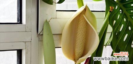 龟背竹的寓意是什么？如何养护才能茁壮成长？