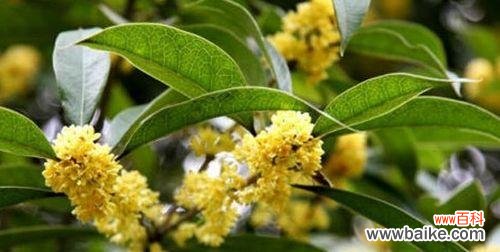 桂花的花语代表什么？如何理解桂花的象征意义？