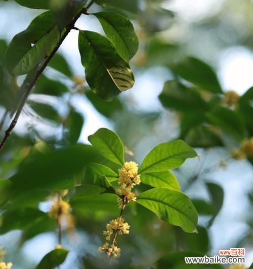 桂花开花寓意是什么？如何理解桂花的花语含义？