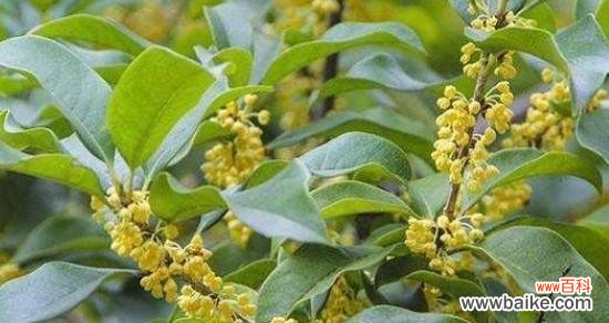 桂花花语是什么意思？桂花的花语有哪些含义？