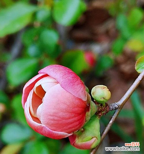 海棠花的官方花语是什么？如何正确解读？