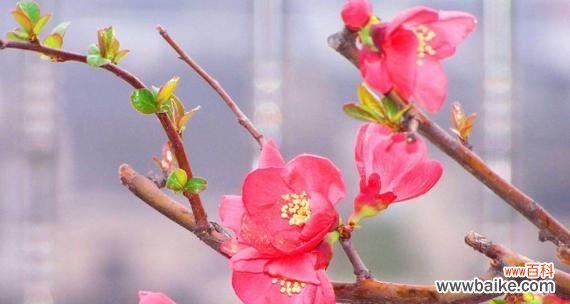 海棠花花语是什么？了解海棠花的象征意义和文化背景？