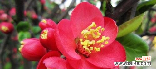 海棠花花语是什么？了解海棠花的象征意义和文化背景？