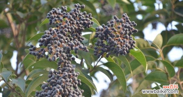 揭秘女贞子所代表的意义与象征 探究女贞子的花语
