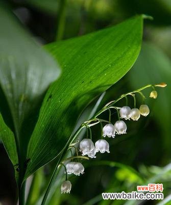 探索铃兰花作为文化符号的深刻内涵 铃兰花的意义