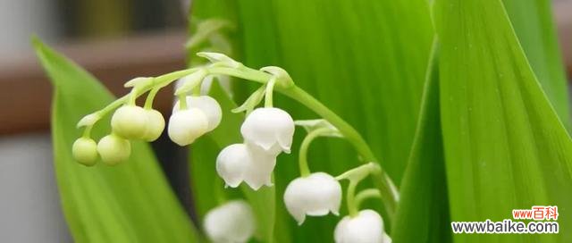 探索铃兰花作为文化符号的深刻内涵 铃兰花的意义