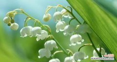 探索铃兰花作为文化符号的深刻内涵 铃兰花的意义