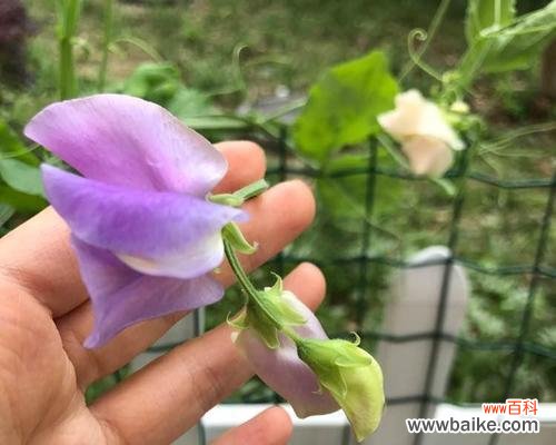 从勇敢和希望到真诚和慷慨 香豌豆花语的寓意