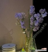 从勇敢和希望到真诚和慷慨 香豌豆花语的寓意