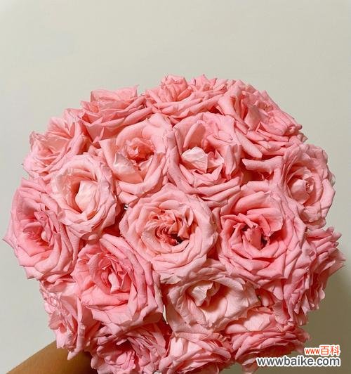 传递爱的深情，感受纯洁的爱 探秘戴安娜玫瑰的花语