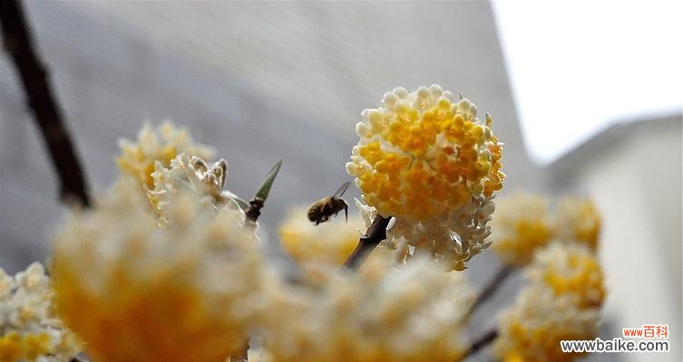 寓意深刻的花语背后的故事 结香花的传说与花语