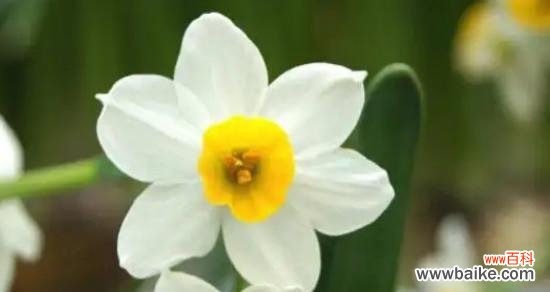 探寻水仙花背后的意义和象征 水仙花的花语和寓意