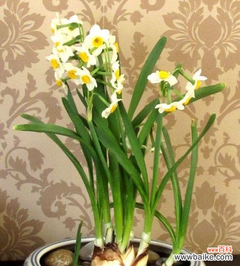 探寻水仙花背后的意义和象征 水仙花的花语和寓意