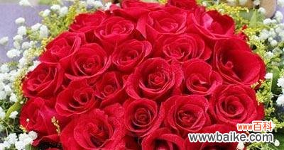 解读玫瑰花的各种含义 玫瑰花的花语