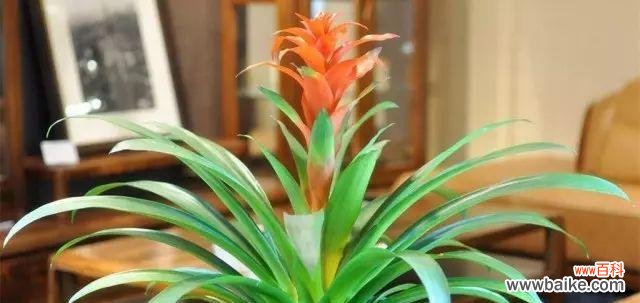 如何引来好运 鸿运当头的风水寓意与摆放位置