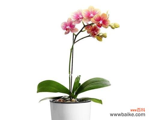 美丽 蝴蝶兰的象征意义