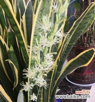 虎皮兰花 虎皮兰的花开寓意与象征