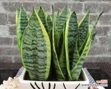 揭示虎皮兰的风水玄机 虎皮兰的寓意和象征风水