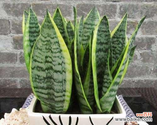 揭示虎皮兰的风水玄机 虎皮兰的寓意和象征风水