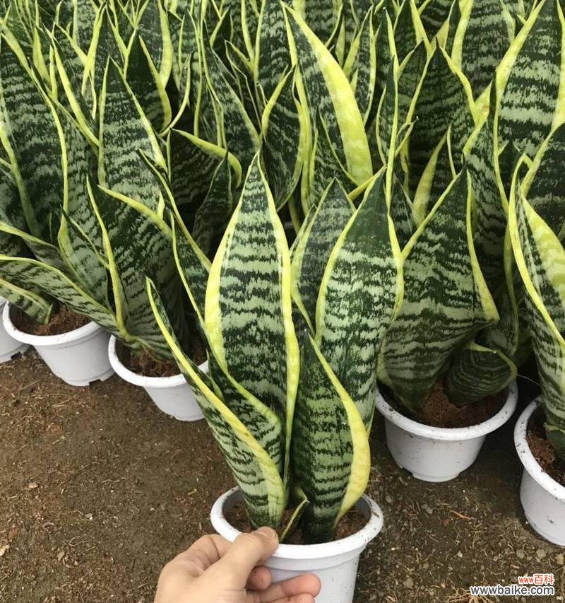 探寻虎皮兰花的象征与寓意 虎皮兰花