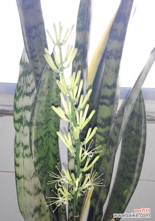 解读虎皮兰开花的好坏与风水影响 虎皮兰开花的风水寓意