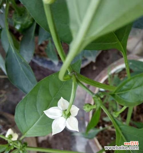 探寻花椒开花的奥秘和象征意义 花椒开花的美丽与寓意