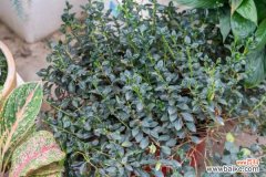 金鱼吊兰的花语和寓意，送人有什么禁忌