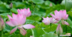 荷花的寓意象花语是什么？如何用荷花表达情感？