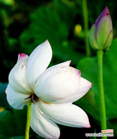 荷花的寓意象花语是什么？如何用荷花表达情感？