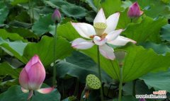 荷花的花木花语有哪些含义？