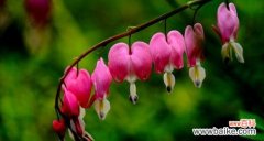 荷包牡丹花语是什么？了解其独特含义和象征意义