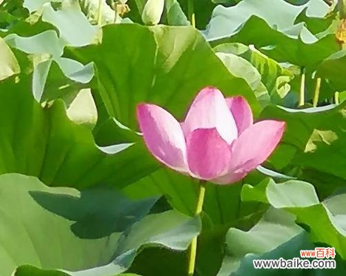 荷花花语是什么？荷花的花语有哪些含义？