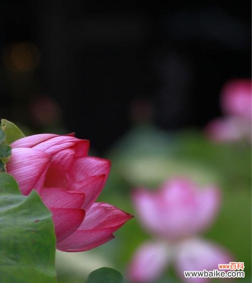 荷花花的花语是什么?荷花的象征意义有哪些?