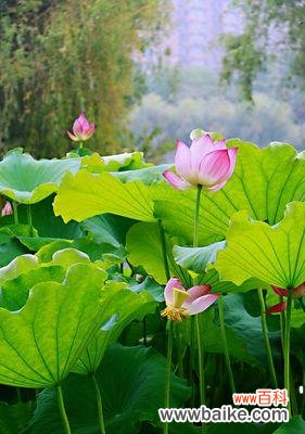 荷花的花语是什么？荷花有哪些文化含义和特点？