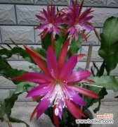 荷花令箭花花语是什么？如何正确解读其含义？