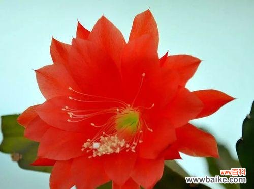 荷花令箭花花语是什么？如何正确解读其含义？