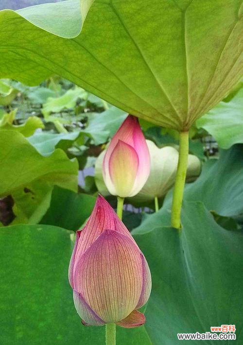 荷花的特征有哪些?它象征着什么意义?